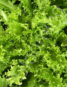 Cichorium endivia (Batavian)